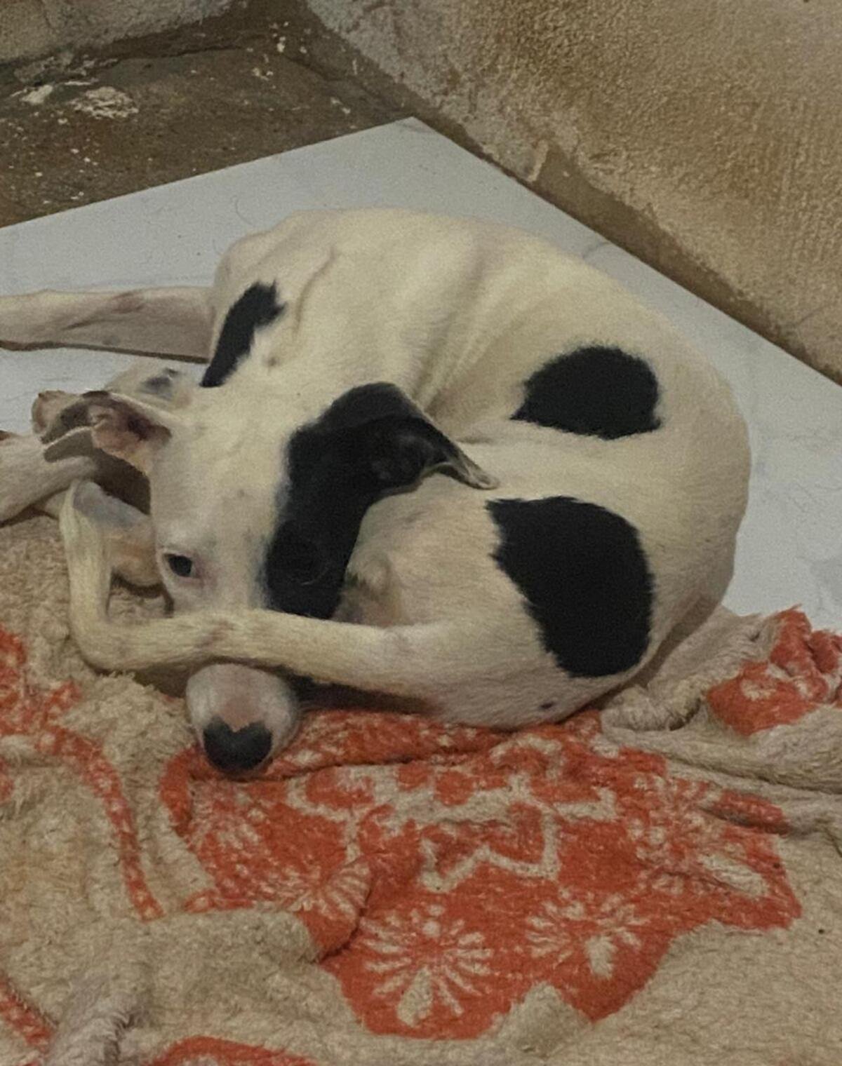 Tutora é multada após abandonar cadela atropelada na rua, em Unaí | G1