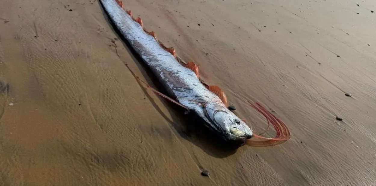 O mistério do peixe-remo: o que traz o gigante do mar à superfície? | G1