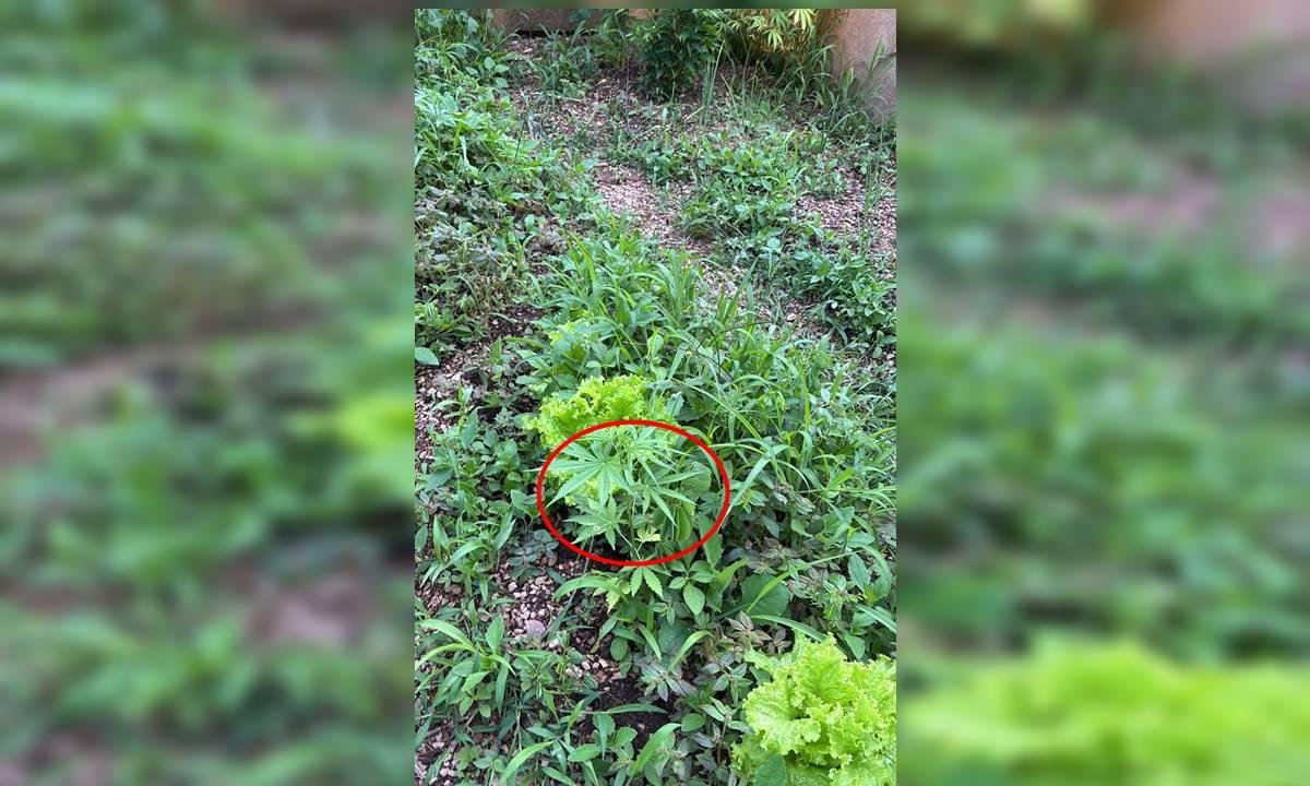 Na horta com Nego Bispo