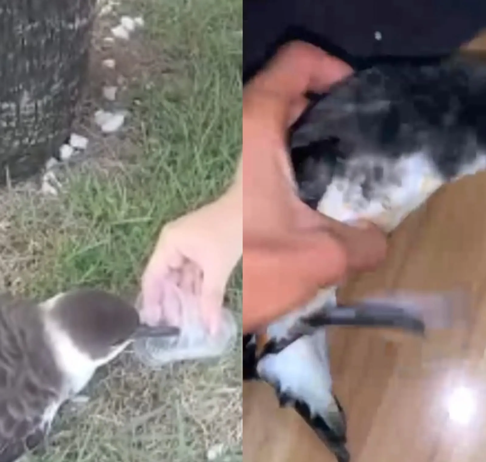 Gripe aviária em Maceió: vídeo de mulher com ave gera alerta