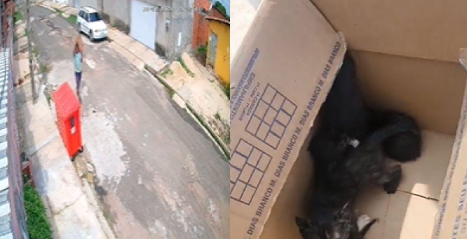 Filhotes de gatos são abandonados em caixa na porta de abrigo | G1