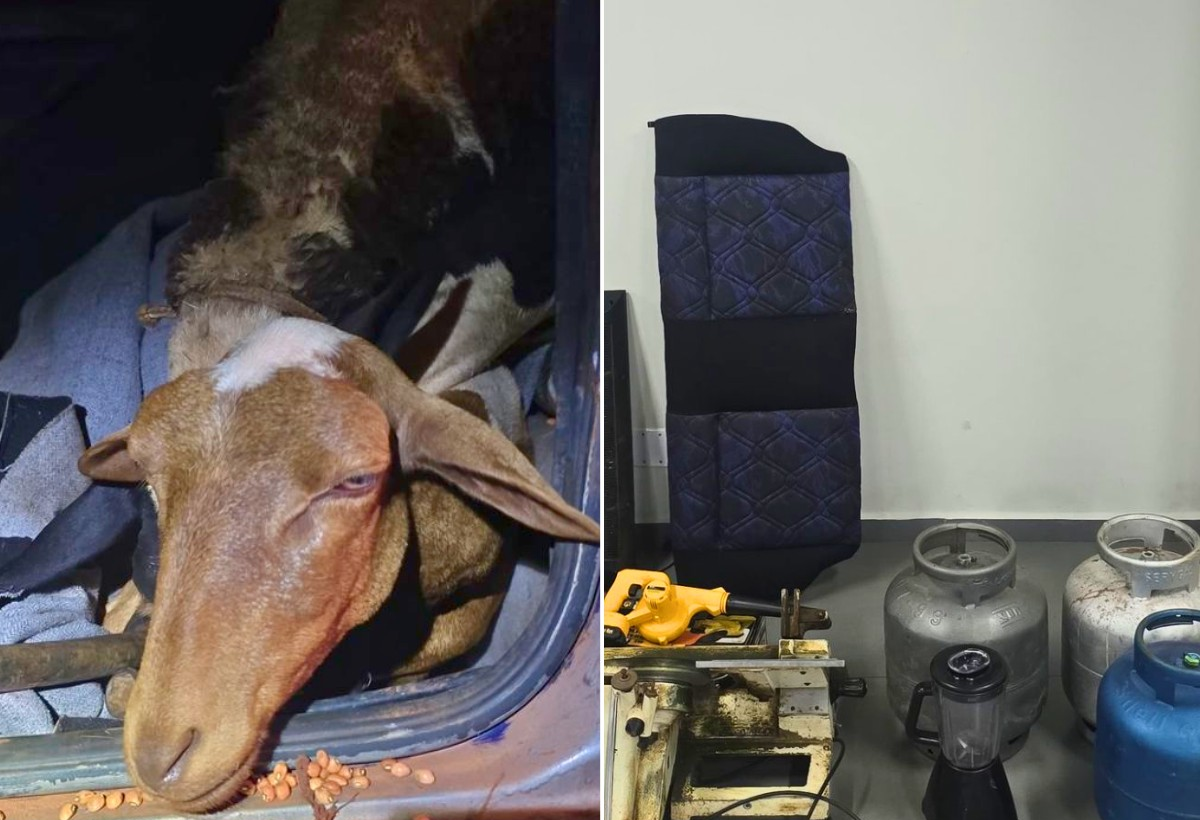 Suspeito de furtar carneiros é preso com 4 animais em carro em SP | G1