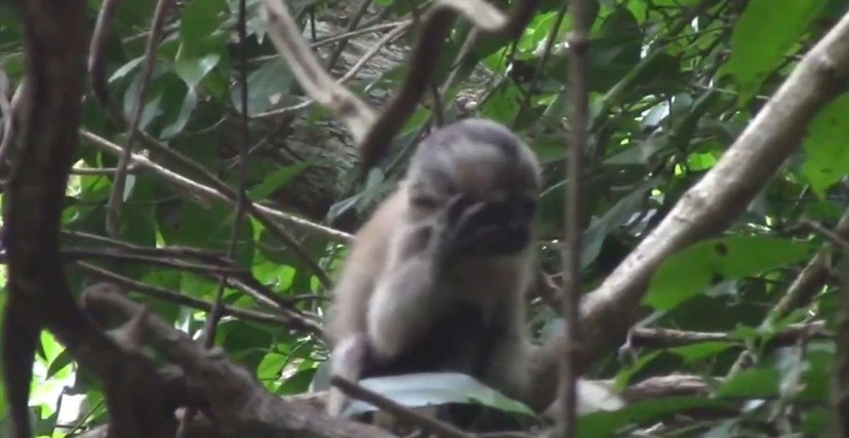 Filhote 'fantasma': mutação genética inédita em macaco é filmada | G1
