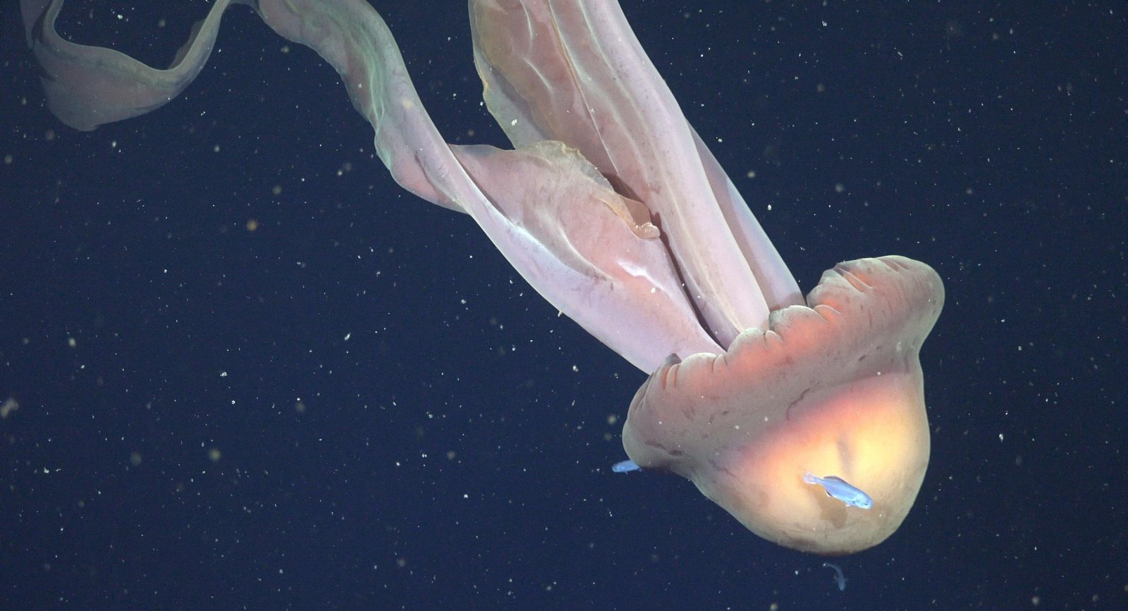 Rara água-viva fantasma gigante é registrada na Argentina; veja IMAGEM | G1