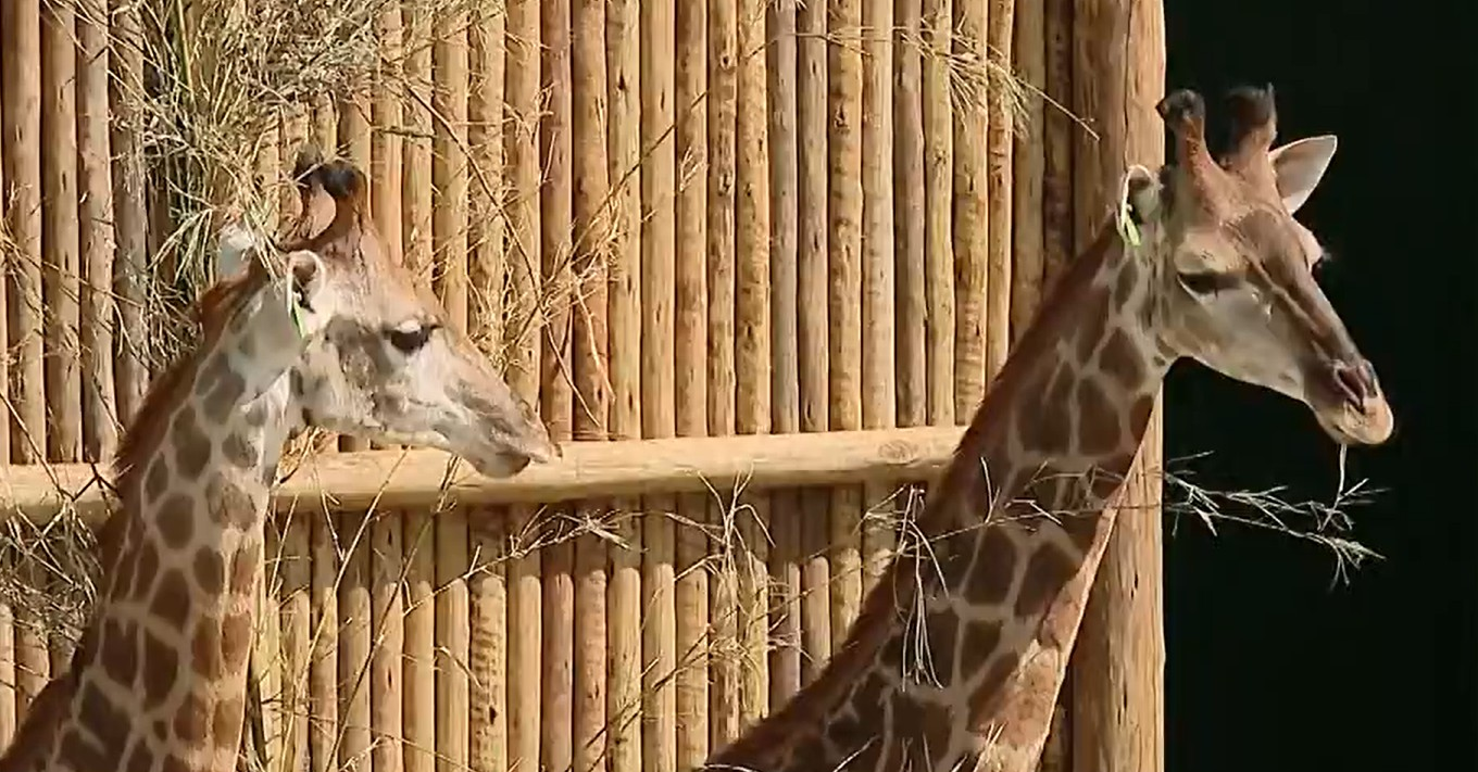 Caso das girafas 'importadas': Justiça condena dirigentes do BioParque | G1