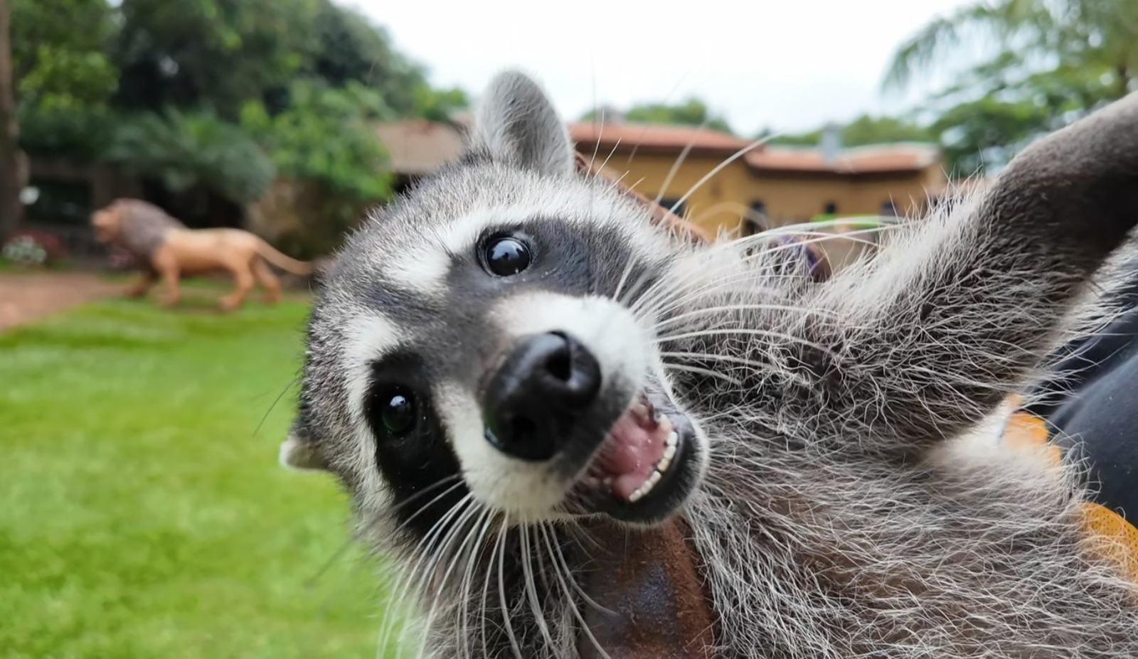 Pitangueiras registra primeiro nascimento de guaxinim no Brasil | G1