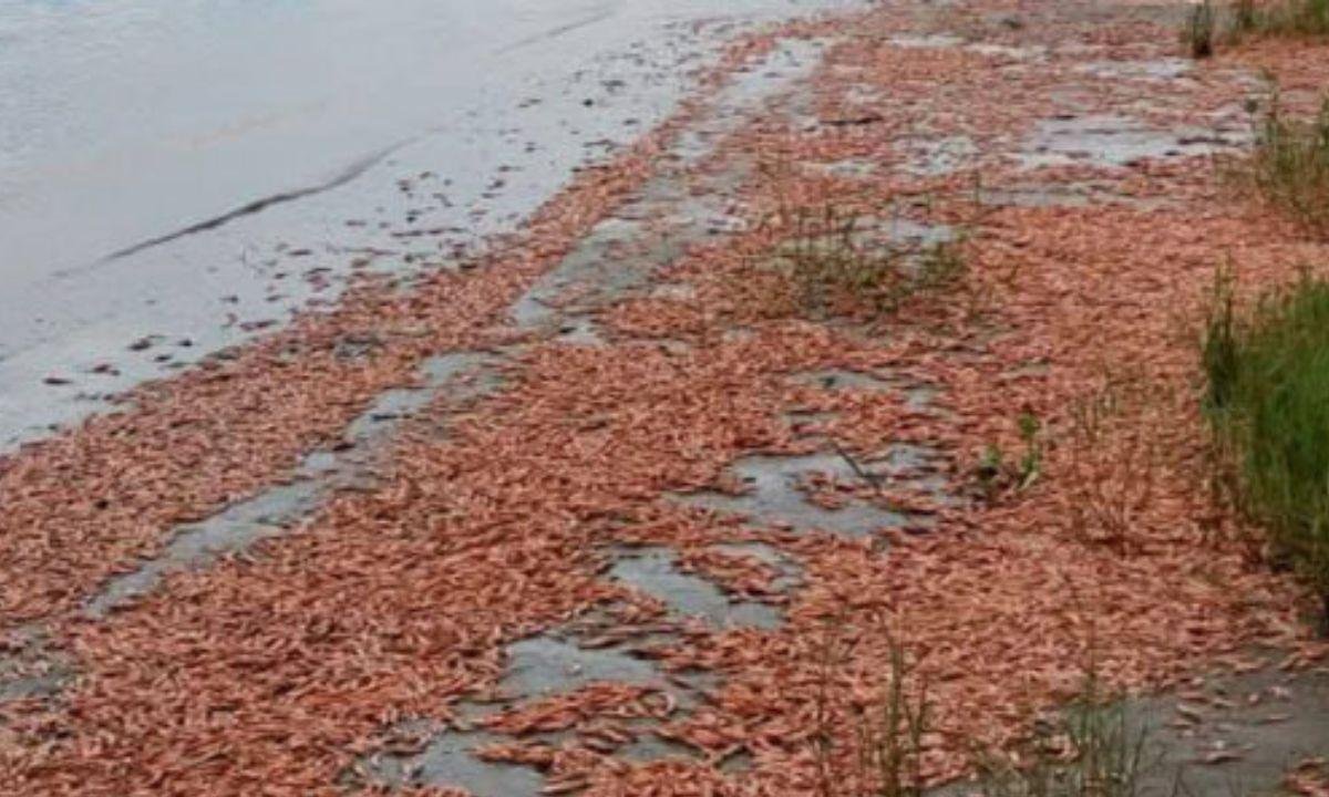 Milhares de camarões mortos são encontrados às margens do Rio Tietê