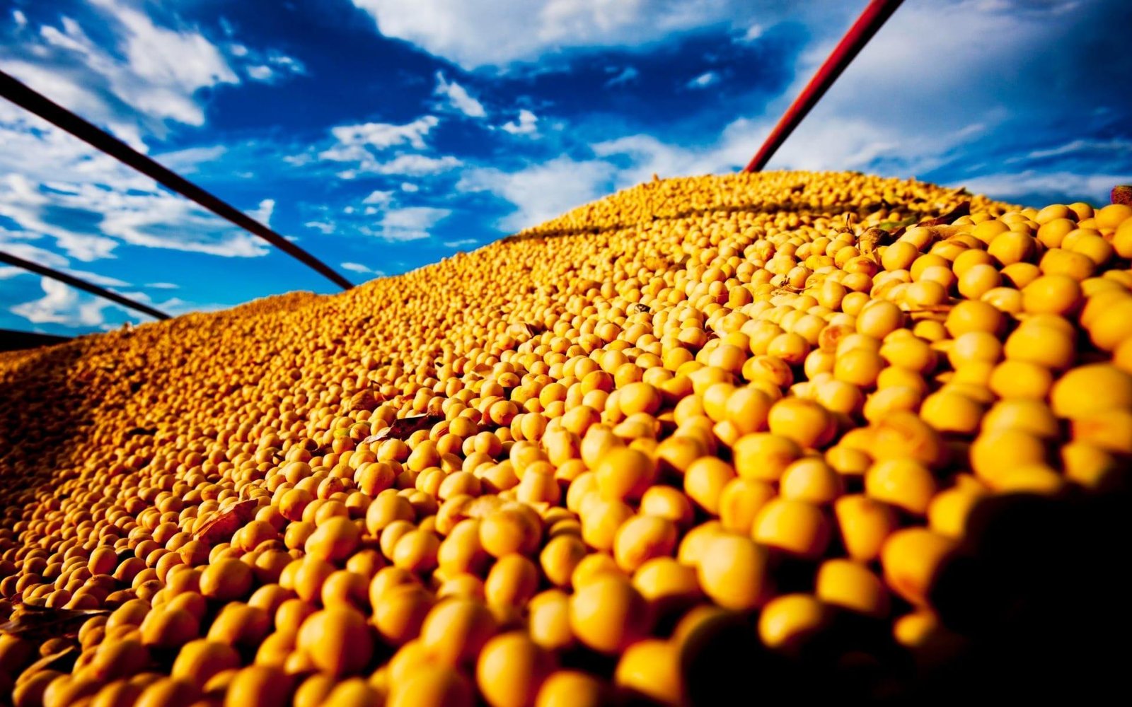 Preço da soja cai em fevereiro e atinge menores patamares desde 2024