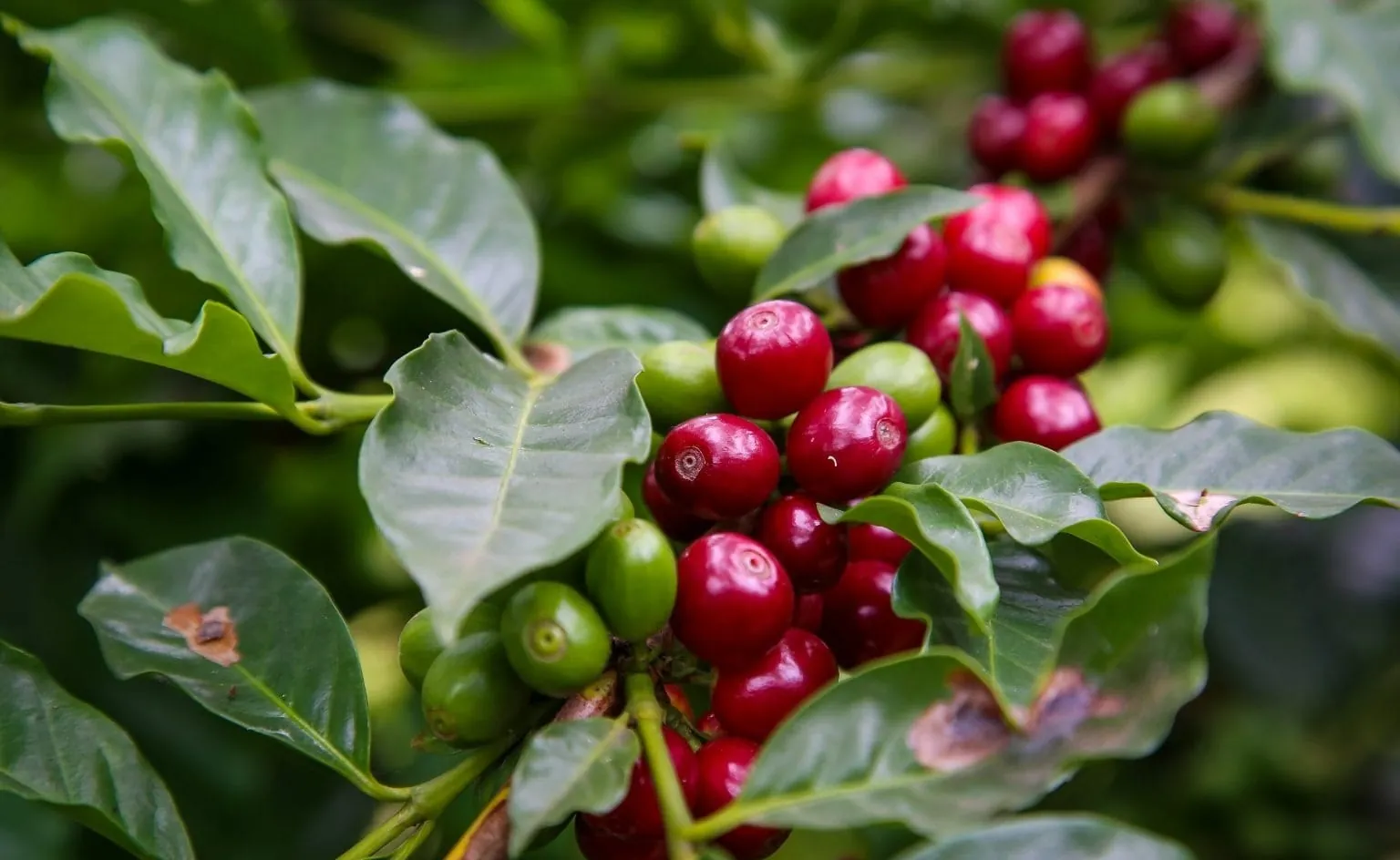 IBGE projeta safra de café em 64,1 milhões de sacas neste ano