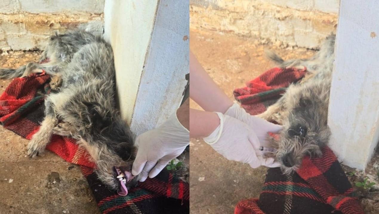 Mulher é investigada por mudar de casa e abandonar cadelas doentes | G1