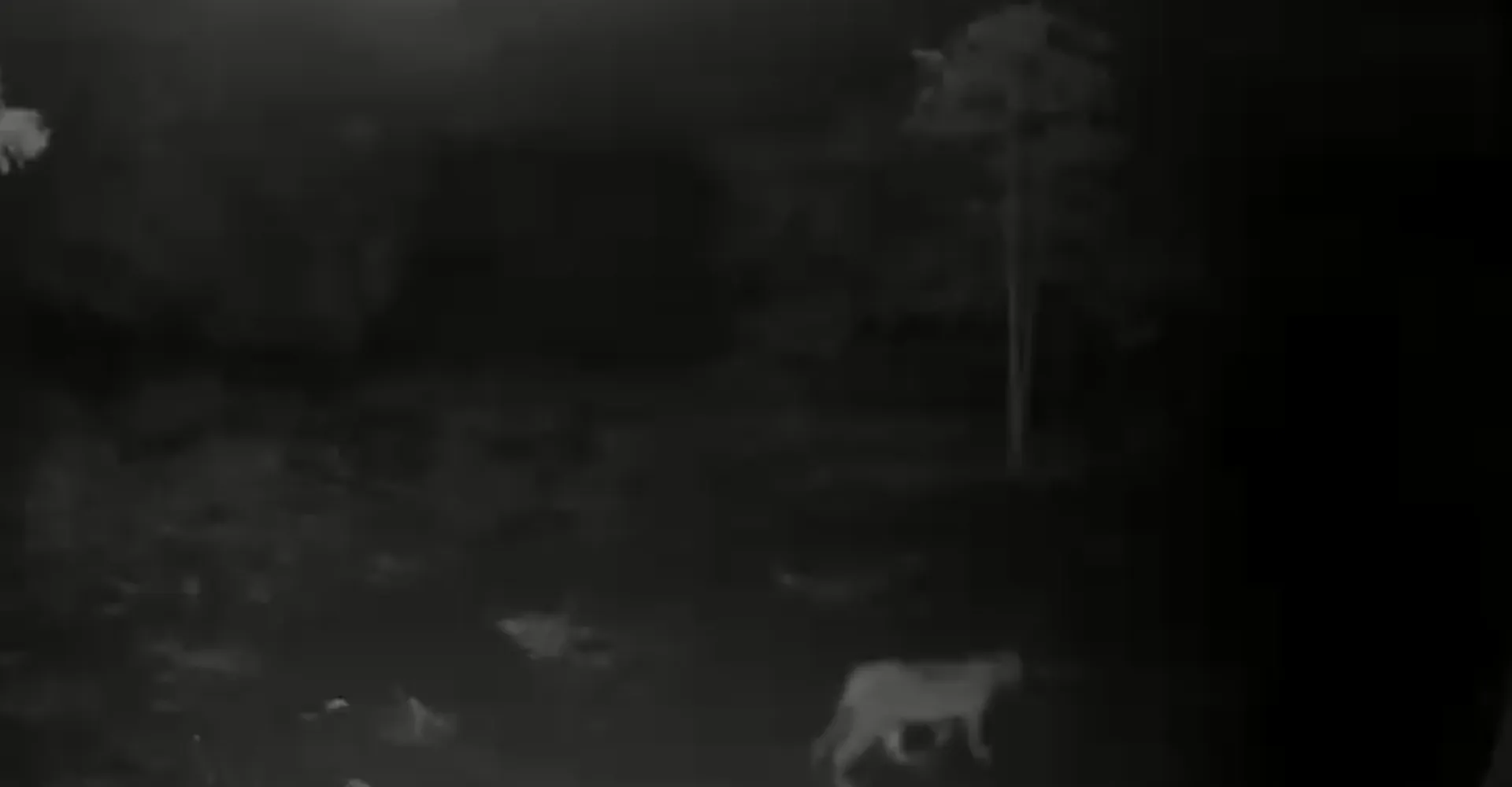 Onça em Iraí de Minas: animal ataca cães e galinhas em povoado | G1