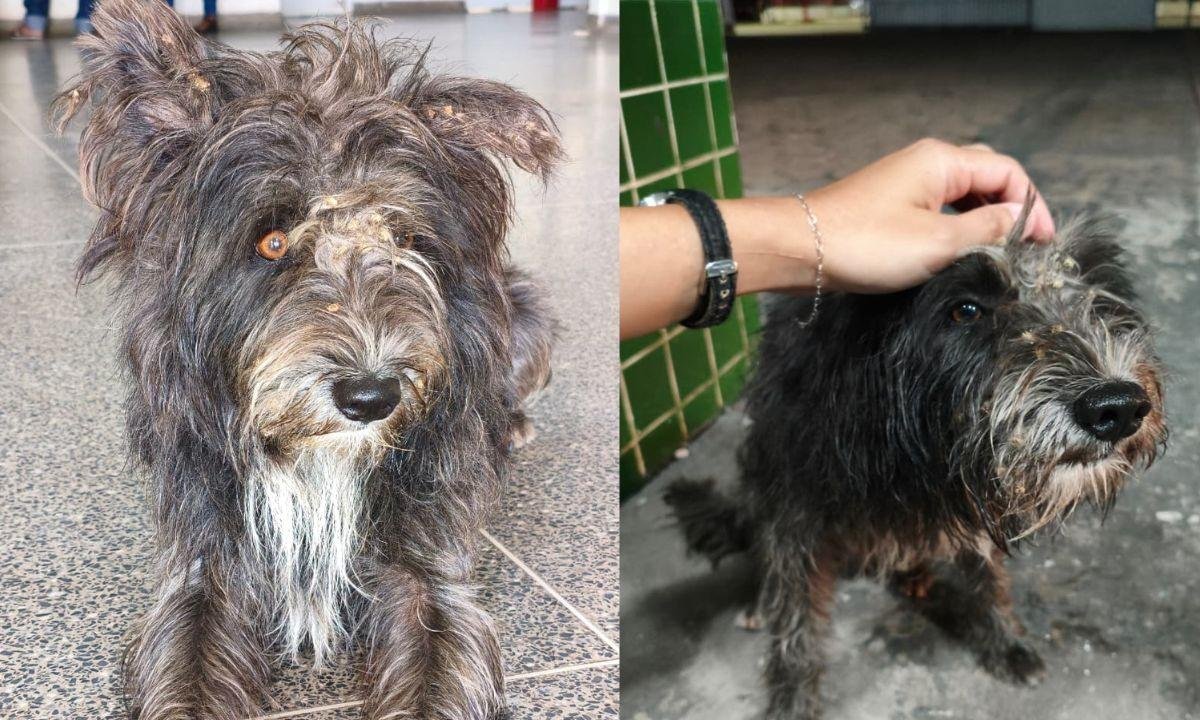 Cachorro espera há duas semanas por tutor que morreu em UPA de Cuiabá | G1