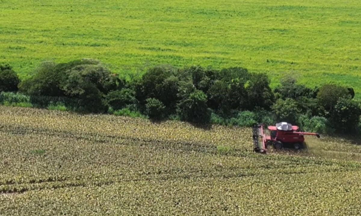 Agricultor de Maracaju troca soja por sorgo e aumenta lucro em fazenda | G1