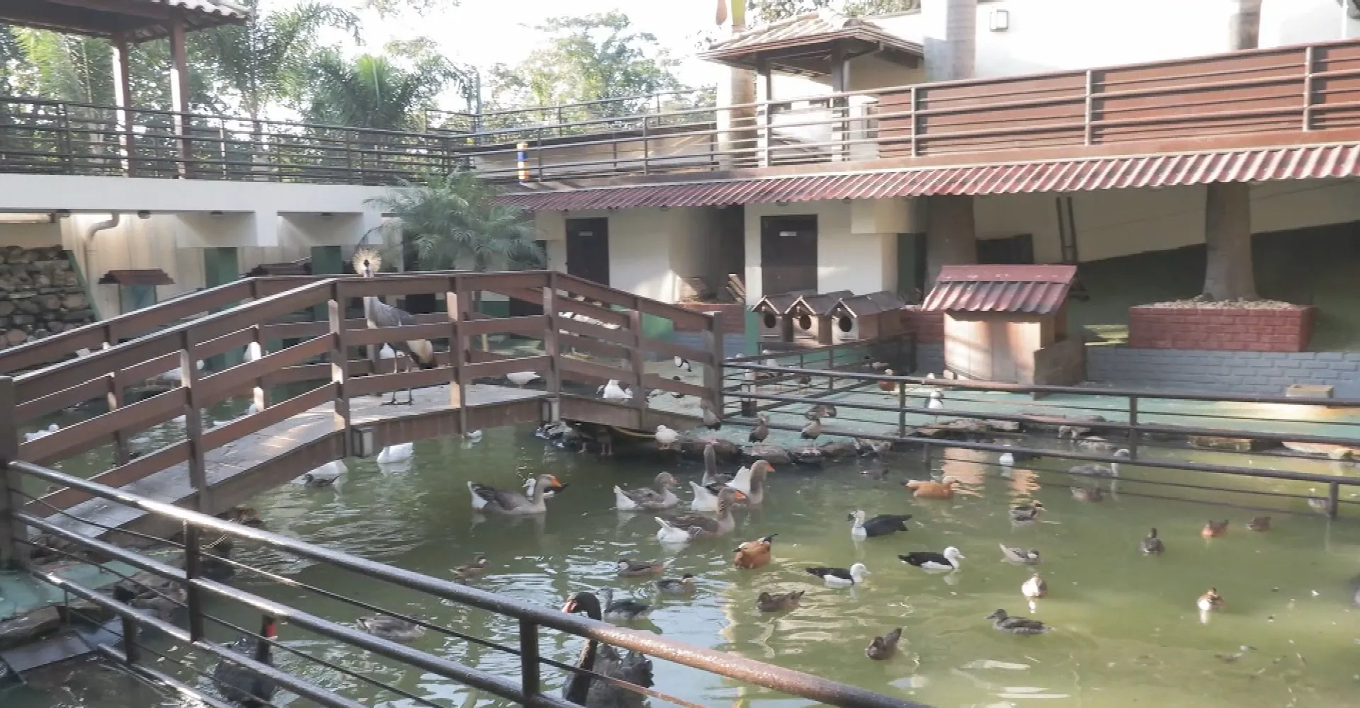 Mais de 160 animais de 18 espécies são resgatados em operação contra tráfico ilegal em MG