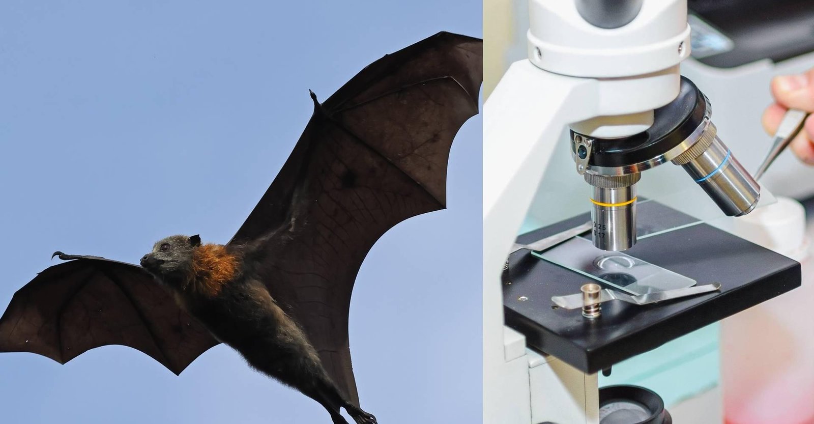 Vírus Nipah: morcegos hospedeiros e o risco da doença no Brasil | G1