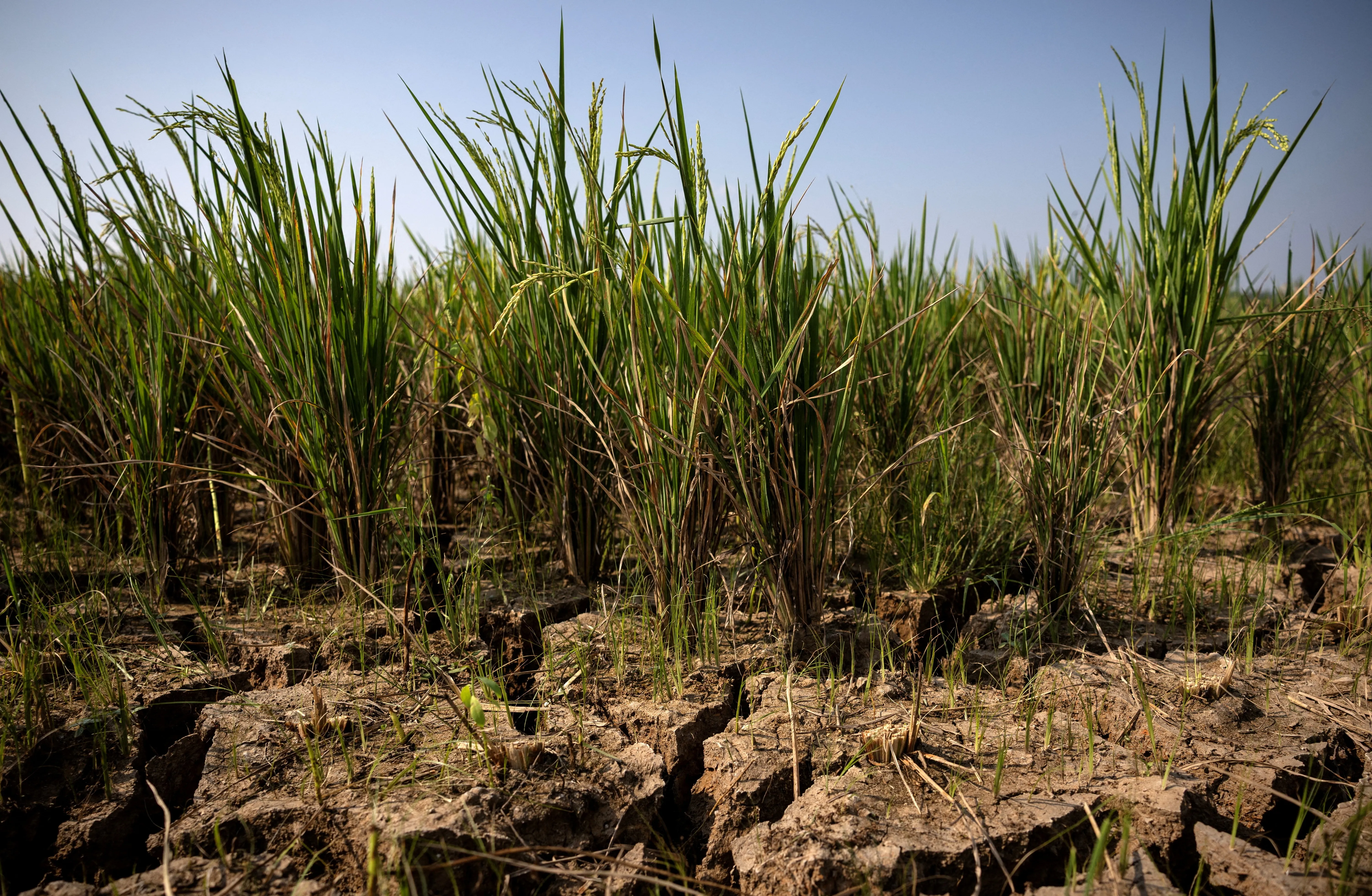 El Niño forte pode levar mais 49 milhões de pessoas à fome aguda, diz agência da ONU