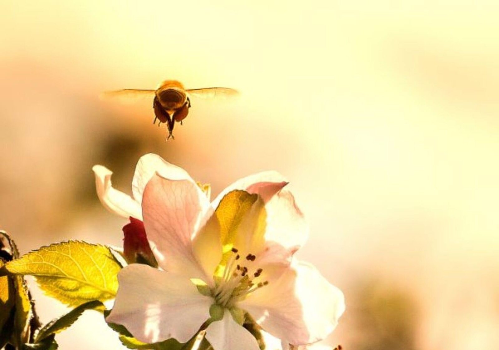 Creme de própolis da Amazônia e uvas resistentes inovam o agronegócio