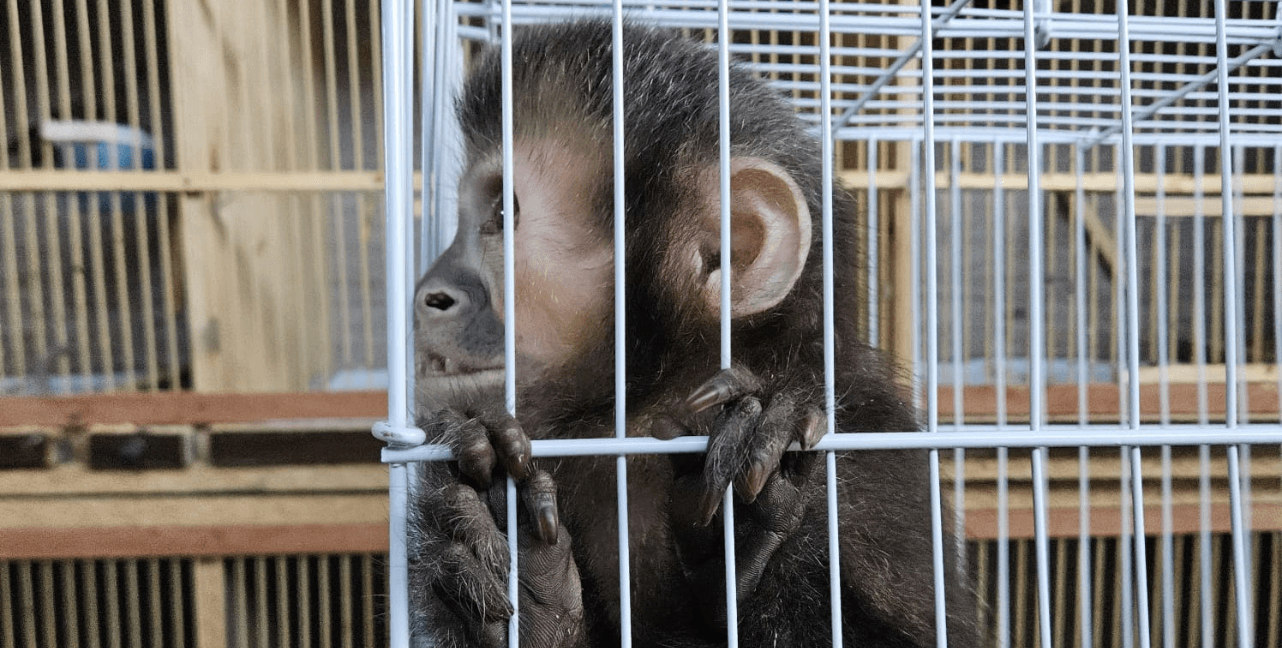 Operação Aruana: Indaiatuba é alvo de ação contra o tráfico de animais