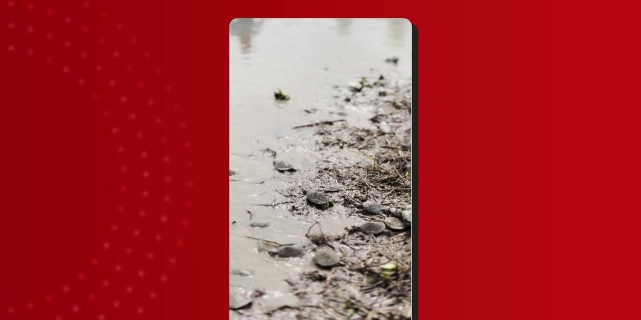 Soltura de quelônios no Amazonas: 70 mil filhotes voltam à natureza | G1