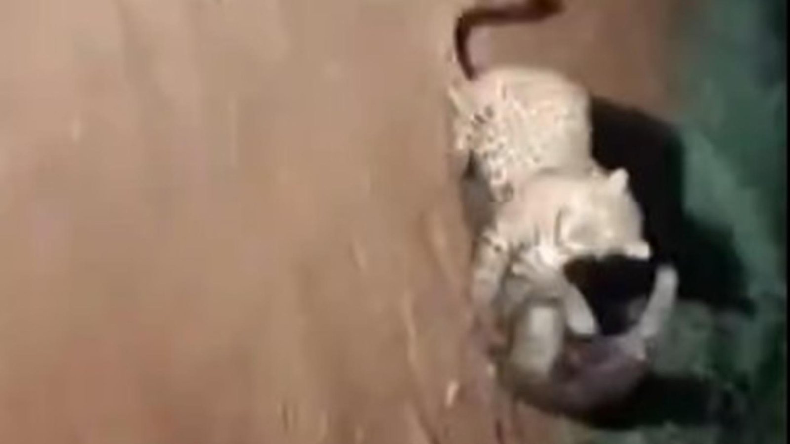 Tamanduá bota onça-pintada para correr após embate no Pantanal