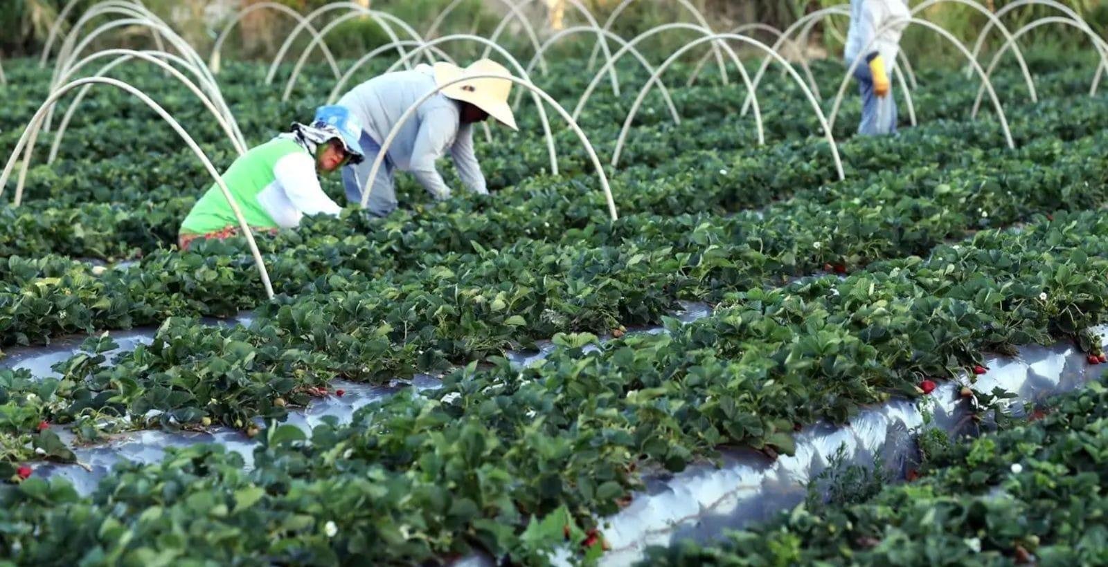 Desejos e superstições no campo: o que os produtores esperam para 2026