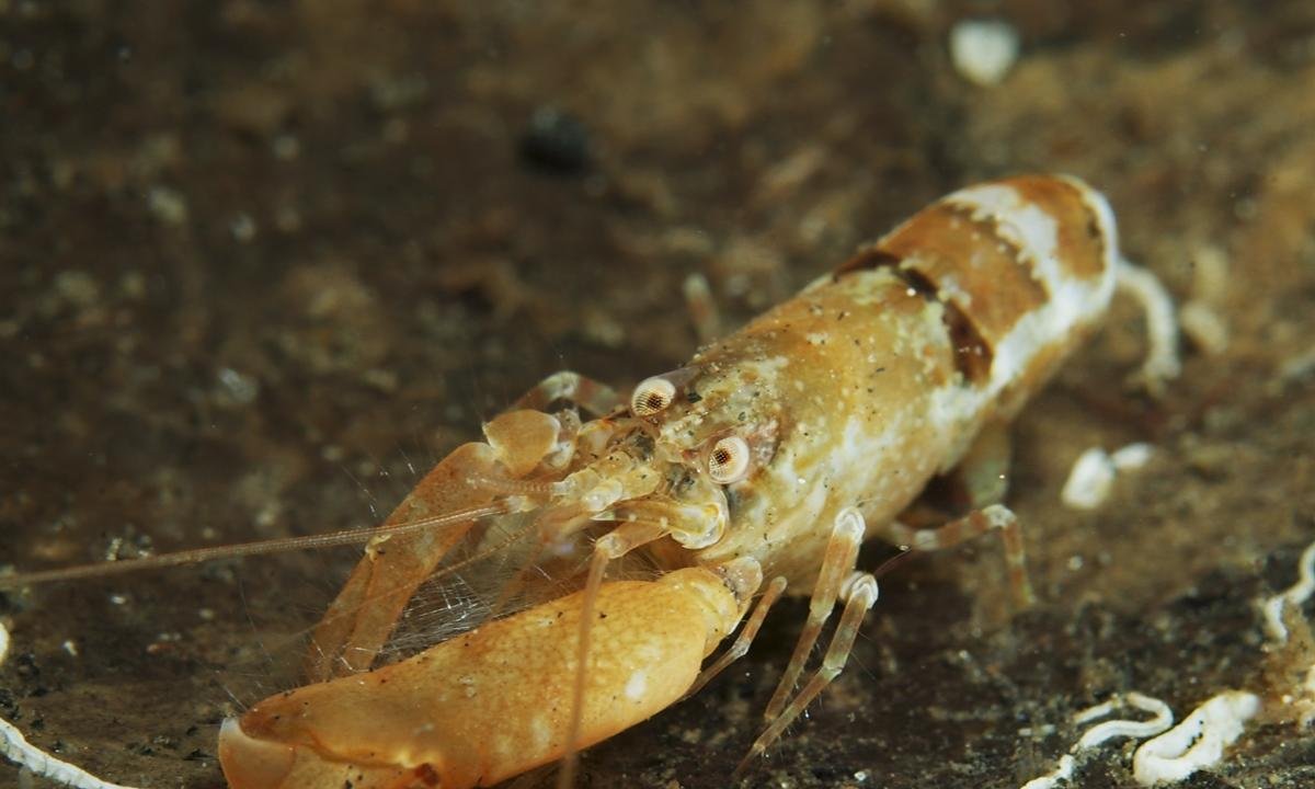 Espécie de camarão usa “capacete” para se proteger do próprio soco