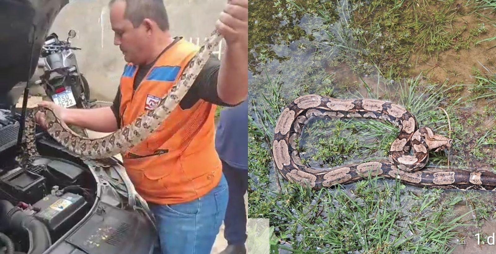 Cobra de 1,5 m é resgatada após entrar em motor de carro no Piauí | G1