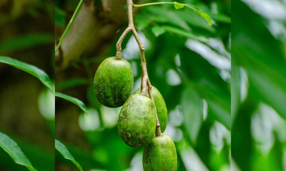 Já comeu cajá-manga? A fruta tropical que facilita a digestão
