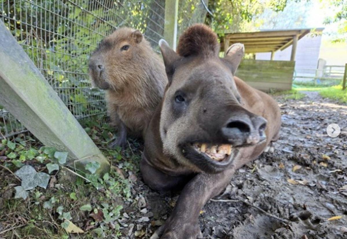Anta e capivara que eram "melhores amigas" são sacrificadas juntas