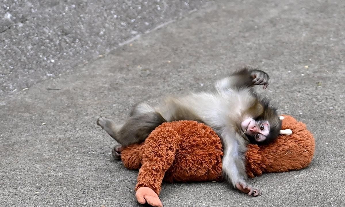 Saiba o que pode levar à rejeição de animais em um grupo