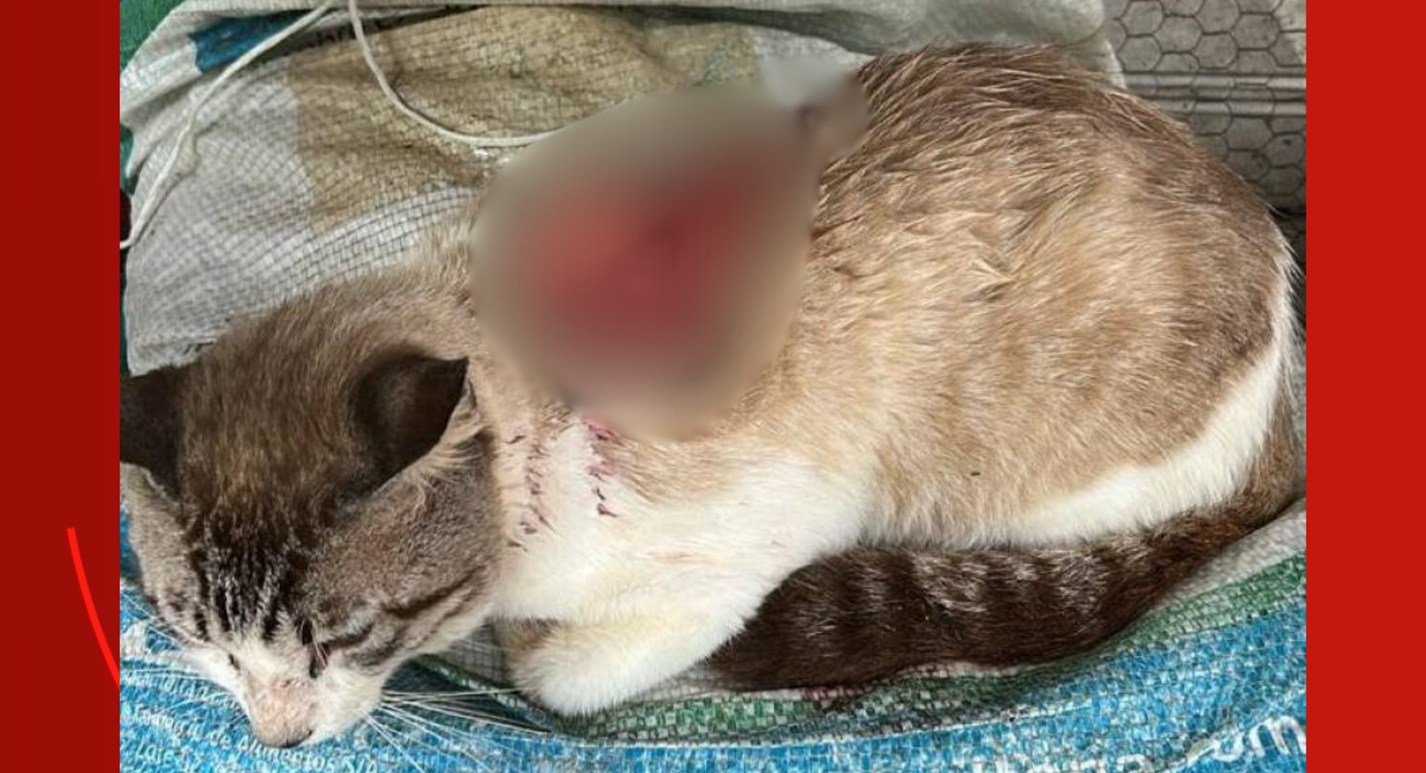 Gata morre depois de ser atacada com facão em RO; caso é investigado | G1