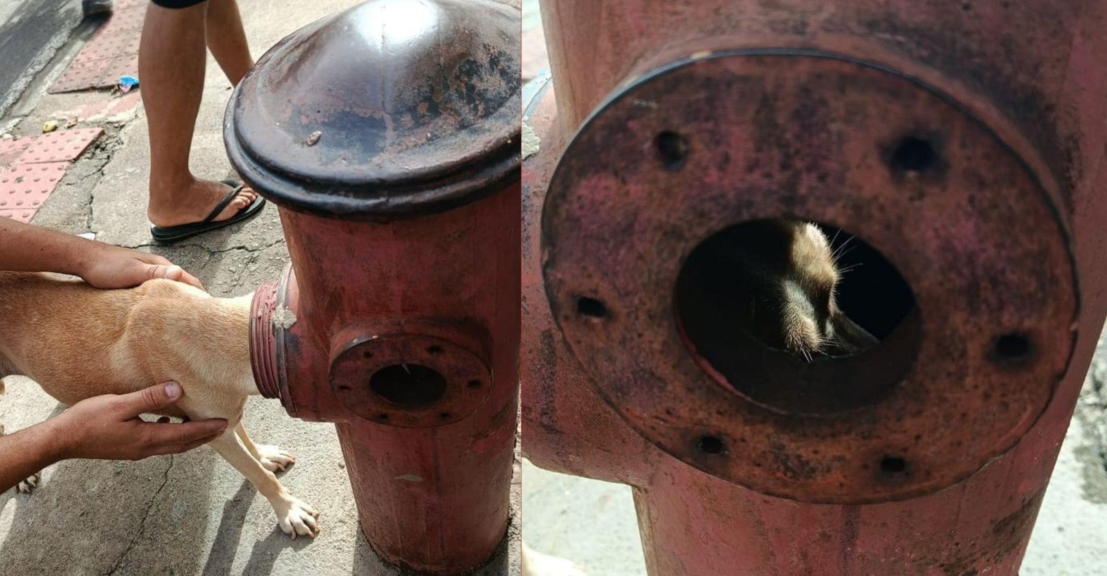 Cadela fica com a cabeça presa em hidrante e é resgatada por bombeiros | G1