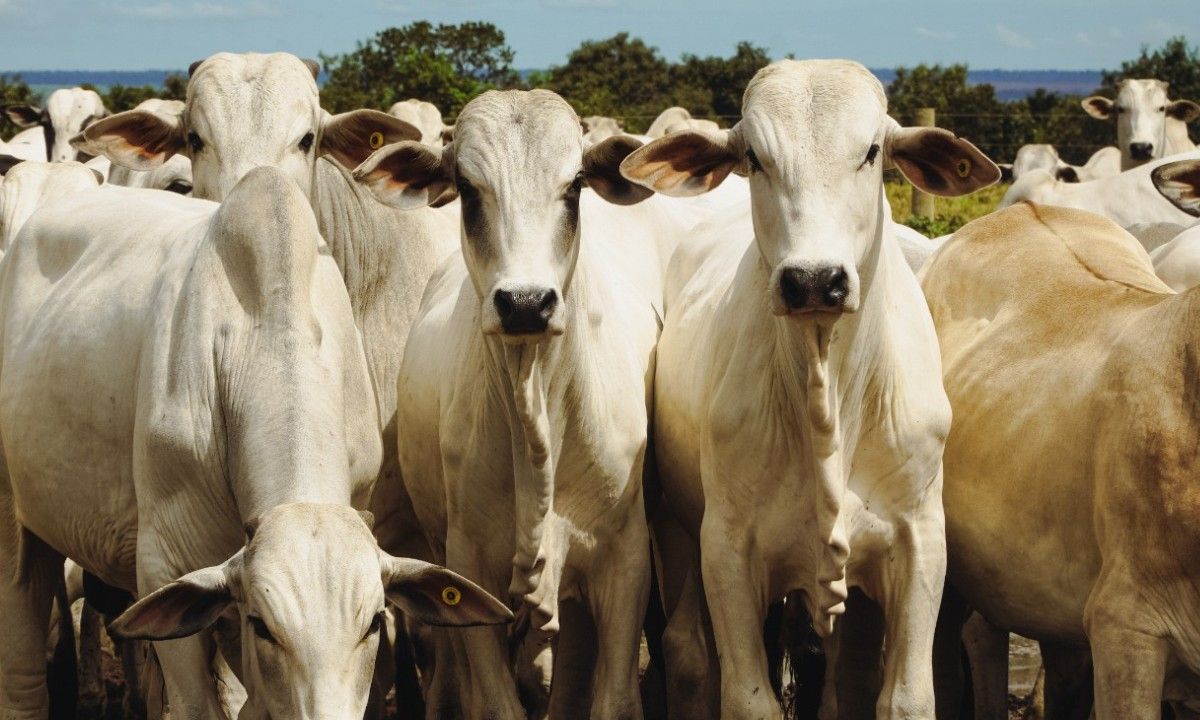 Carrapato-do-boi reduz produção de leite no Centro-Oeste de MG | G1