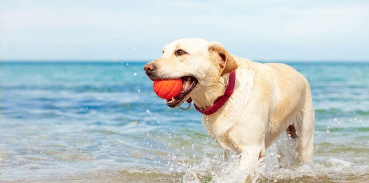 Calor do cão: veterinária dá dicas para manter seu pet fresquinho