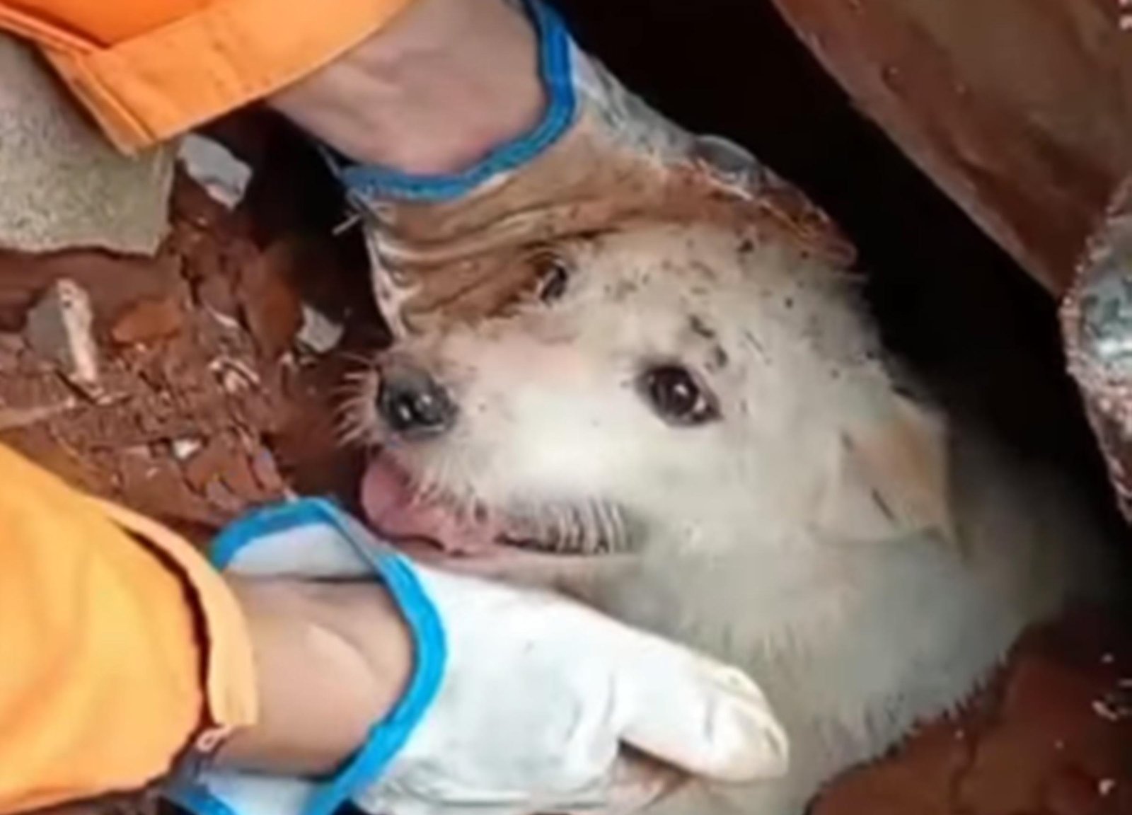 Doguinho é retirado dos escombros em cena emocionante em Juiz de Fora