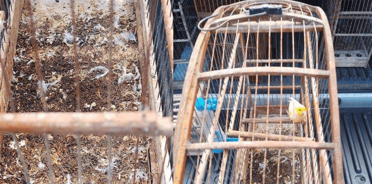 Homem é preso por manter aves silvestres em cativeiro em Ubatuba