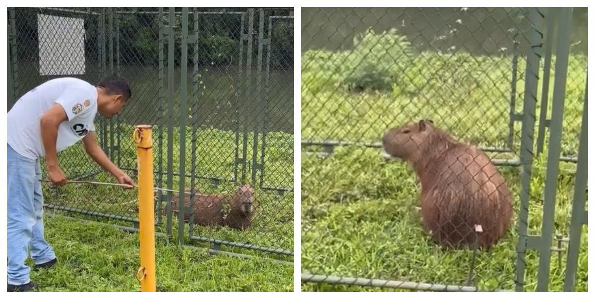 Capivara com fita presa ao corpo é resgatada perto do Rio Pinheiros | G1