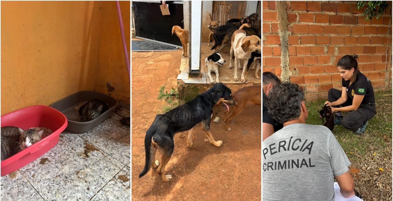Mais de 90 animais são resgatados e casal é preso por maus-tratos | G1