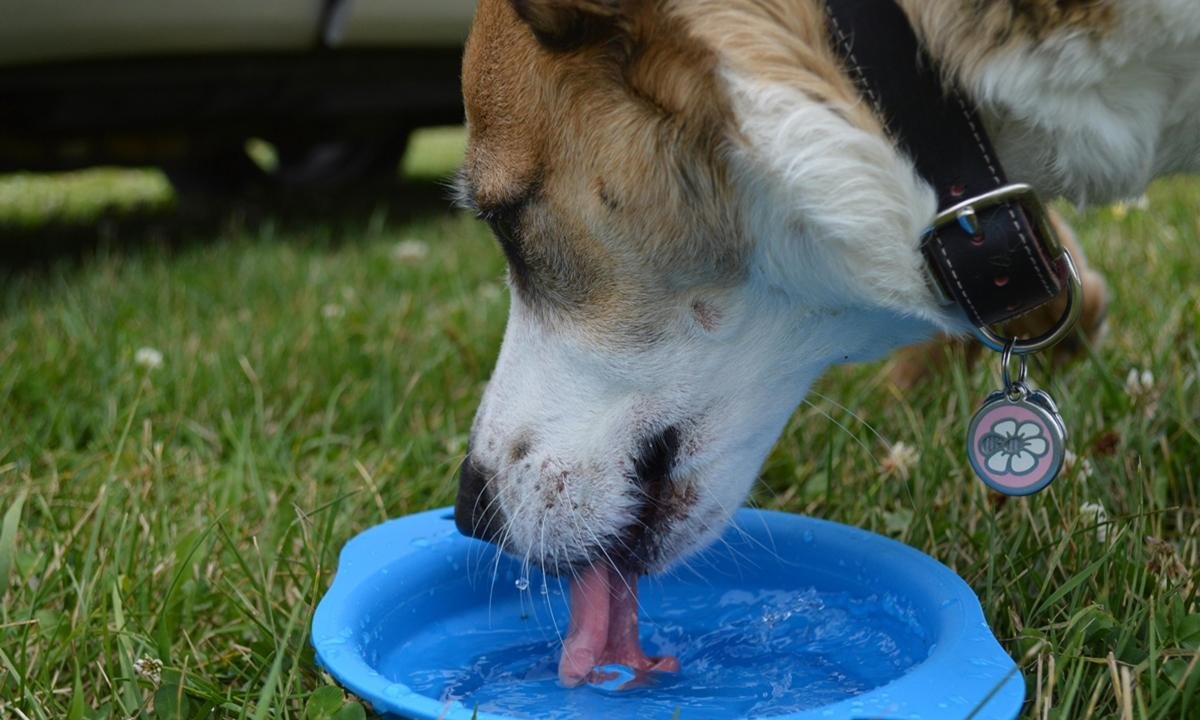 Verão: por que o calor extremo é uma ameaça para os pets?