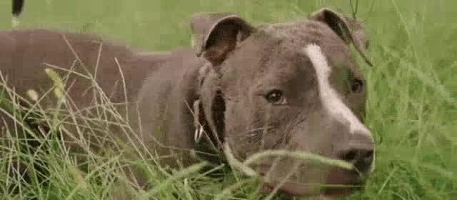 Tudo o que você precisa saber sobre as novas regras para cães em Curitiba