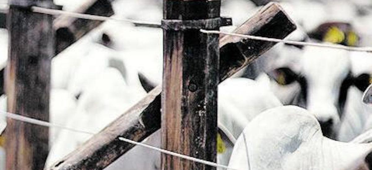 AgroForte espera alcançar R$ 1 bilhão em crédito neste ano