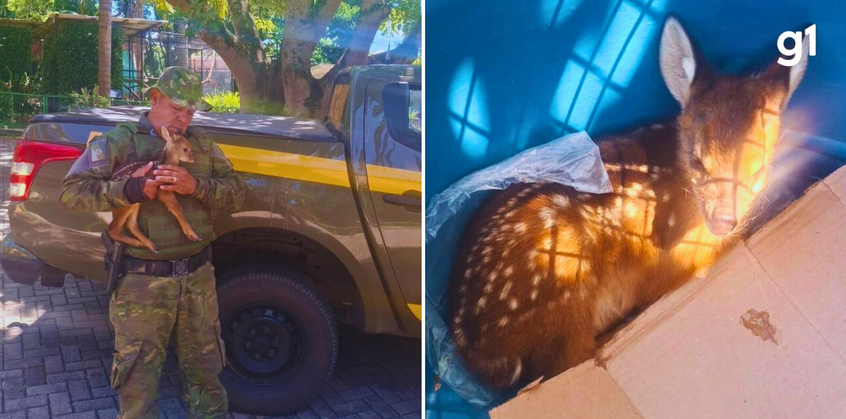 Filhote de veado-catingueiro é resgatado após mãe ser caçada no RS | G1