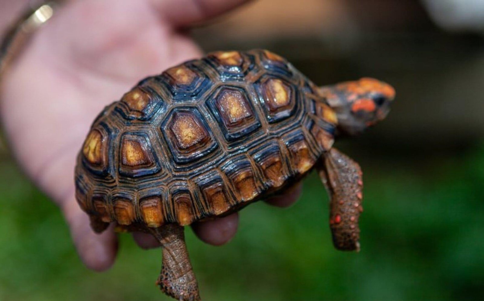Jabuti morde ladrão; veja a diferença entre cágado, tartaruga e jabuti