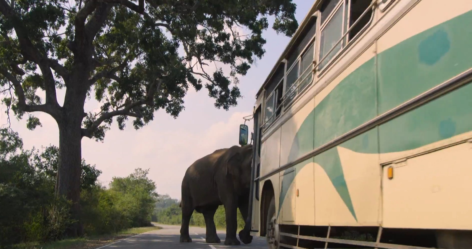 Elefantes bloqueiam estradas no Sri Lanka e motoristas usam comida para 'negociar' passagem com animais | G1