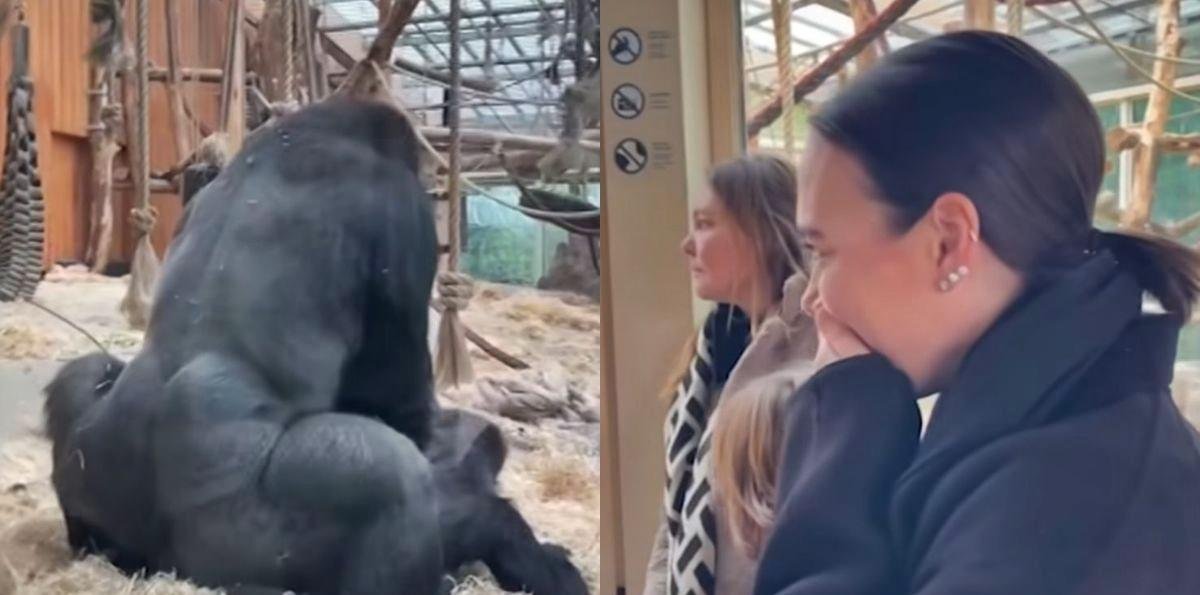 Visitantes ficam chocados ao ver gorilas acasalando em zoológico
