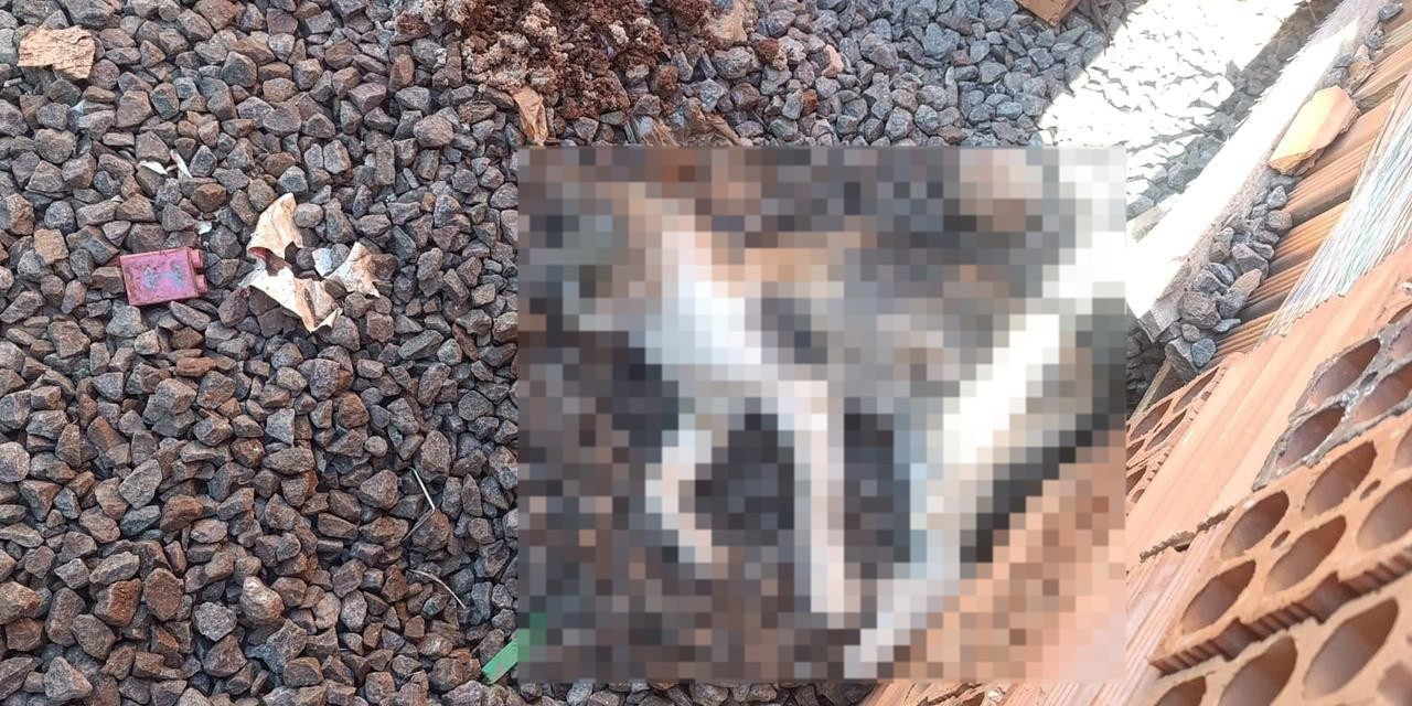 Polícia investiga envenenamento após morte de ao menos 10 animais | G1