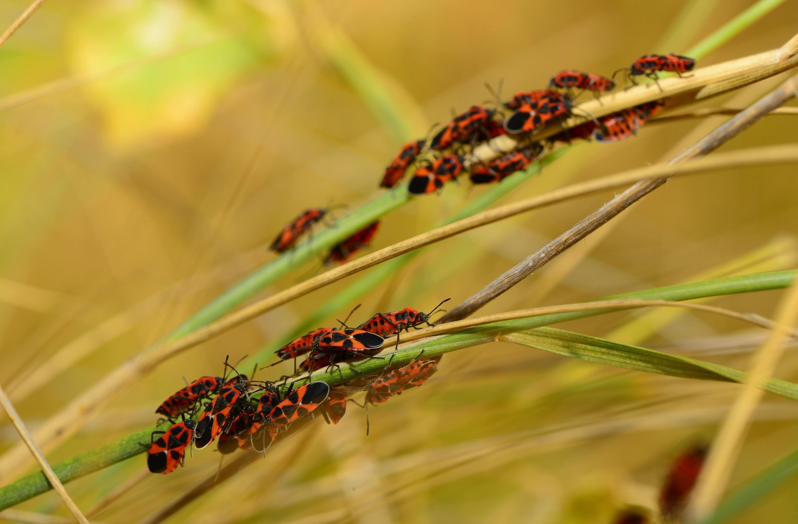 Besouros, borboletas, mosquitos e abelhas: desaparecimento de insetos preocupa o mundo; entenda