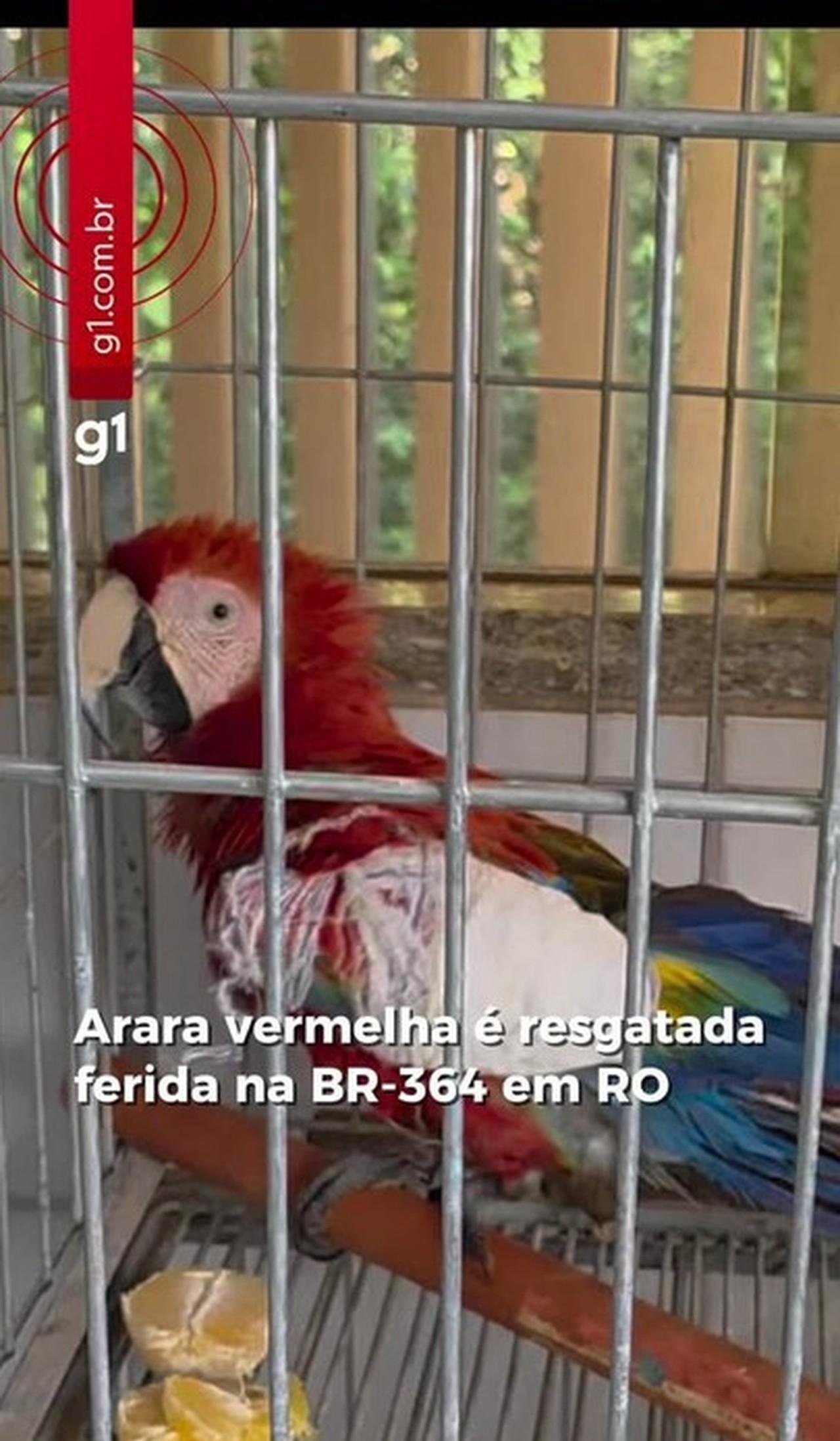 Arara vermelha resgatada com asa quebrada na BR-364 em RO | G1