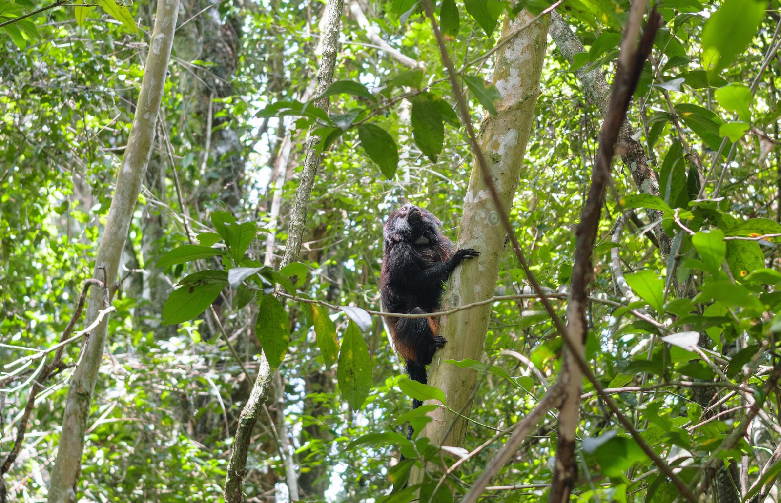 Manejo populacional impulsiona diversidade genética do mico-leão-preto | G1