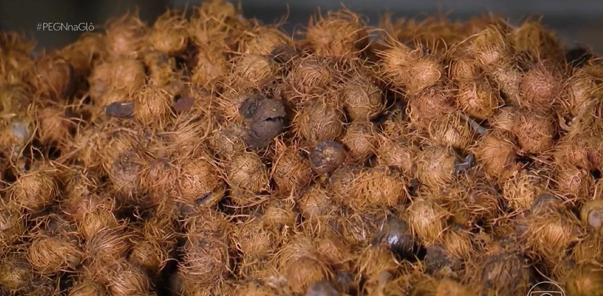 Produtor fatura R$ 230 mil com o caroço dessa fruta após falir